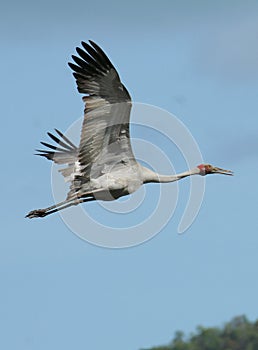 Brolga