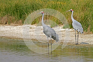 Brolga, Antigone rubicunda