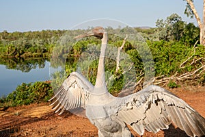 Brolga Antigone rubicunda, a bird in the crane family dances for the camera in Australia`s top end