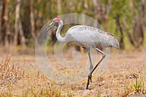 The Brolga Antigone rubicunda, formerly known as the native companion, is a bird in the crane family. It has also been given the