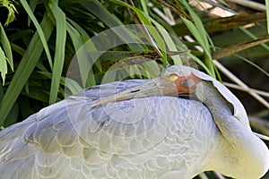Brolga (Australian crane)