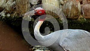 Brolga Australian Crane with sharp beak