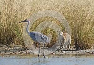 Brolga being watched by an agile wallaby
