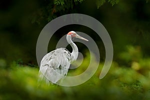 Brolga Crane, Antigone rubicunda, with dark green background. Bird in the habitat, crene in green forest vegetation. Wildlife scen