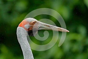 Brolga Crane, Antigone rubicunda, with dark green background. Bird head with gold crest in beautiful evening sun light. Sunset in