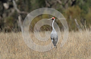 Brolga Crane in arid grassland