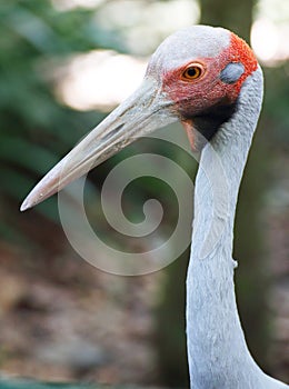 Brolga