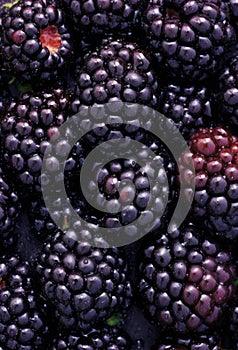 Brombeeren. Close up.