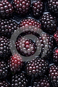 Brombeeren. Close up.