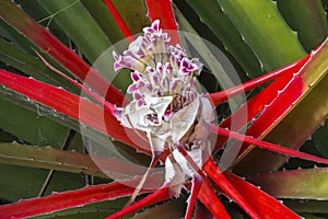 Bromelia Balansae Colorful Tropical Wildflower Close-up Macro Baracoa Cuba Rainforest