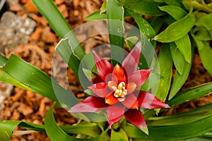 Bromelia family: Bromeliaceae, subfamily: Bromelioideae flower plant