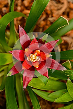 Bromelia family: Bromeliaceae, subfamily: Bromelioideae flower plant