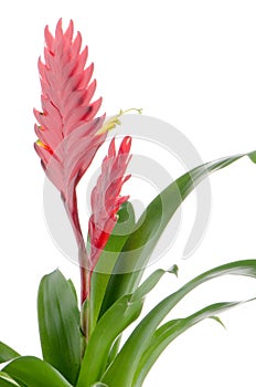 Bromelia Flower