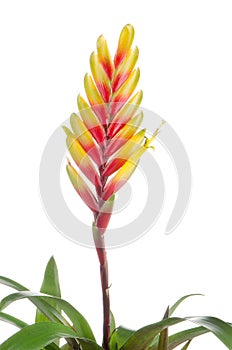 Bromelia Flower