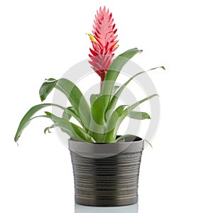 Bromelia Flower