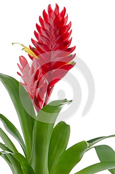 Bromelia Flower