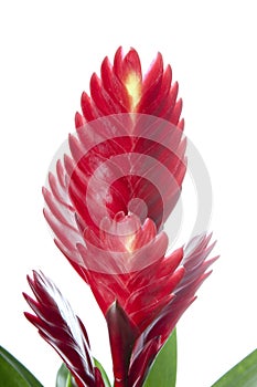 Bromelia Flower on white background