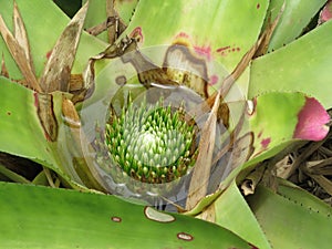 Bromelia Flowers fixed on floor