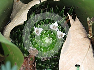 Bromelia Flowers fixed on floor