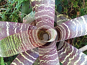 Bromelia Flowers fixed on floor