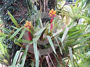 Bromelia Flowers fixed on tree