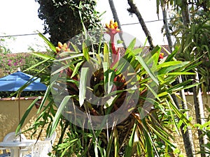 Bromelia Flowers fixed on tree