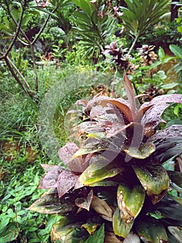 Bromelia flowers in the rainy season