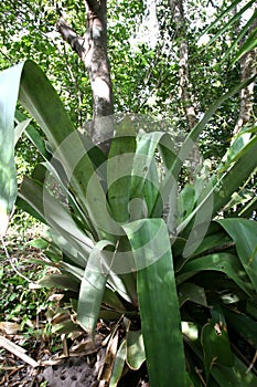 Bromelia giagande de marau