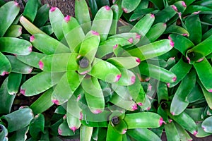 Bromelia green plant with colorful leaves. Field of planted plants texture background natural.