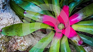 Bromelia in the greenhouse