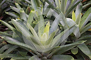 Bromelia humilis is a Bromeliad. When it produces clump of purple flowers, its leaves will turn into red. It is a native