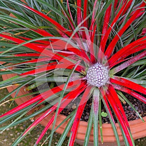 Bromelia humilis red-coloured with inflorescence photo