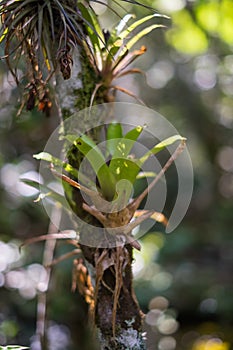 Bromelia - Minas Gerais, Brazil