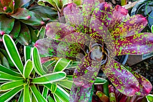 Bromelia multicolor plant with colorful leaves. Field of planted plants texture background natural.