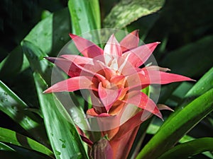 Bromelia or pink Bromelia plant in the garden