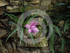 Bromelia or pink Bromelia plant in the garden