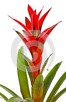 Bromelia plant