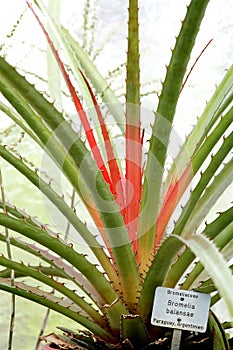 Bromelia plant