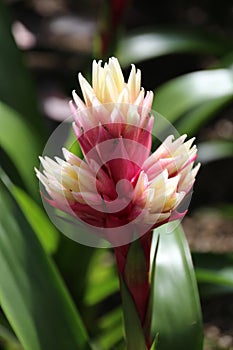 Bromelia Plant
