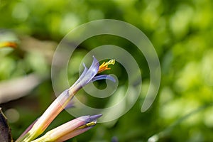 Bromelia plant, close up photography, tropical flora with green background