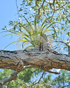 Bromelia plant epiphyte