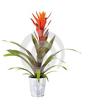 Bromelia plant in studio