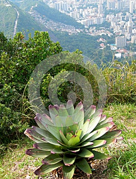Bromelia plant on top of Corcovado