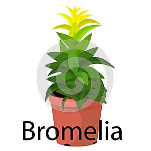 Bromelia pot for flowers, with earth, pink, for seedlings, pots.