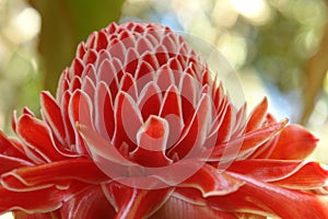 Bromelia photo