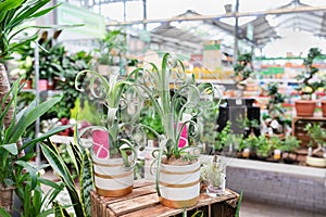 Bromelia Tillandsia Curly Slim in a plant store