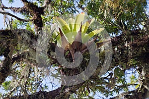 Bromelia on a Tree