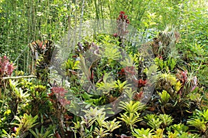 Bromeliacea plants in a garden Caracas Venezuela