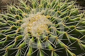 BROMELIACEAE