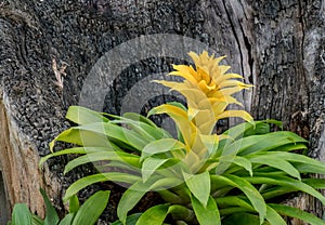 Bromeliaceae